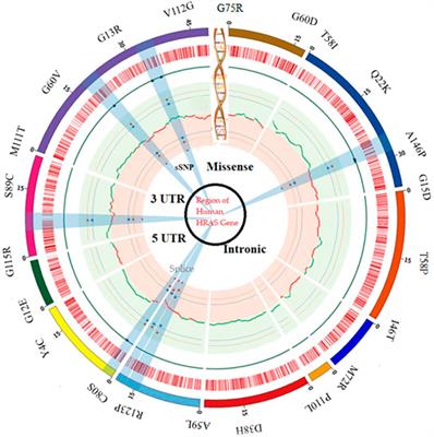 Predicting the effects of rare genetic variants on oncogenic signaling pathways: A computational analysis of HRAS protein function